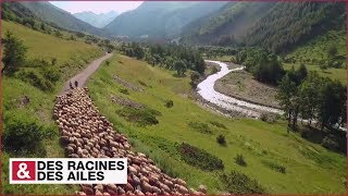 Transhumance dans les Alpes [upl. by Crawley161]