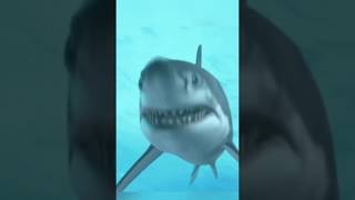 JAWS THEME  SOUND EFFECT NO COPYRIGHT [upl. by Nossyla]