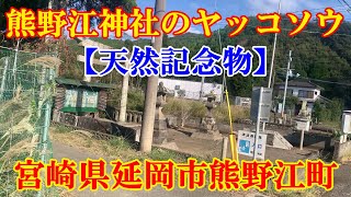 熊野江神社のヤッコソウ【天然記念物】 宮崎県延岡市熊野江町 [upl. by Javier]