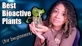 Your Crested Gecko NEEDS These Plants  Best Humid Bioactive Plants [upl. by Mischa]