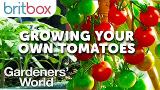 Growing Your Own Tomatoes With Monty Don  Gardeners World [upl. by Netsreik]