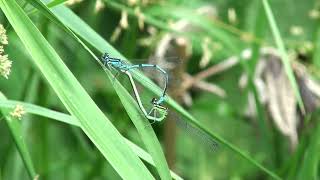 Paringswiel Azuurwaterjuffers en bevruchting eieren [upl. by Eelahs623]