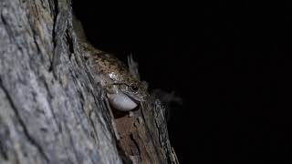 Northern Laughing Treefrog Litoria rothii [upl. by Schmidt]