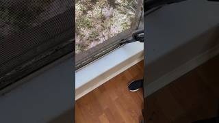 Window Cleaning youtubeshorts cleaning windows clean trending [upl. by Audri]