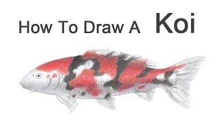 How to Draw a Koi Fish [upl. by Arraek162]