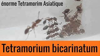 Nouvelle espèce énorme  Tetramorium bicarinatum [upl. by Elcin]