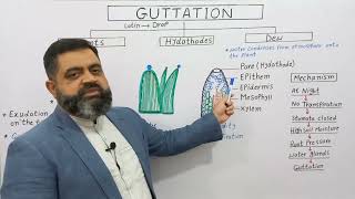 Guttation in Plants English Medium profmasoodfuzail Hydathodes  Water secreting Glands  Dew [upl. by Aremat]