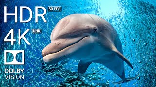 4K 60 FPS STUNNING UNDERWATER WONDERS OF THE RED SEA  Relaxing Music  Coral Reefs amp Colorful Sea [upl. by Enelyt575]