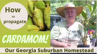 How to Propagate Cardamom [upl. by Konopka]