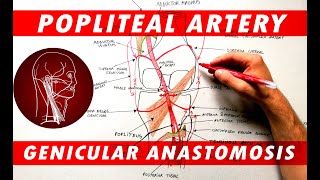 The Popliteal Artery branches amp genicular anastomosis [upl. by Maitland]