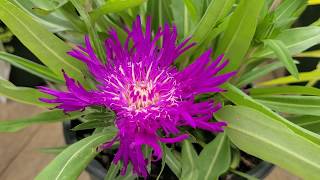 Stokesia Honeysong Purple Stokes Aster  Superb NATIVE perennial with large purple flowers [upl. by Petersen106]