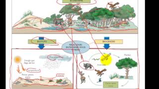 Ecosistema biotopo biocenose [upl. by Twyla]