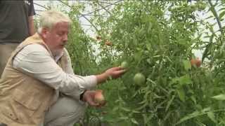 COMMENT CHOISIR LES MEILLEURES VARIÉTÉS DE TOMATES ET LES PLUS ÉTONNANTES [upl. by Swann]