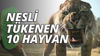 Nesli Tükenen Hayvanlar  En 10 Hayvanlar Listesi [upl. by Aelahc]