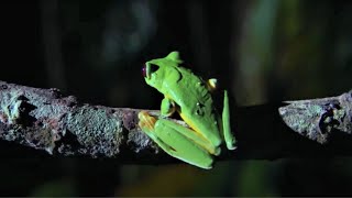 Best Of Frogs  Top 5  BBC Earth [upl. by Oliric602]