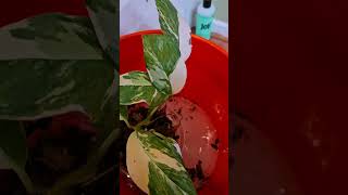 Pest Treatment for Plants  Bubble Bath for Plants 🪴 [upl. by Etnaihc]