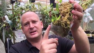 THE FUNNY WAYS I GROW ORCHIDS THE MOUNTS THE POTS AND BAGS 1080p [upl. by Yrogreg]