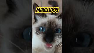 Maullidos de gatos cat shorts [upl. by Housen]