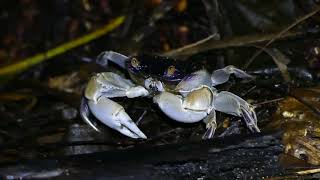 Purplebacked ShoreCrab Geograpsus grayi [upl. by Nylinnej]