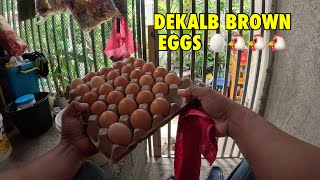 Dekalb Brown eggs mga ka noypi [upl. by Reinert]