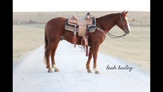 CD LIGHT THE STARS 2018 GELDING [upl. by Eniale44]