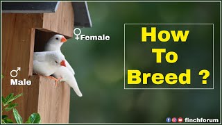 How to Breed Zebra finches  White Finch Gender identification male female white finch difference [upl. by Dwain569]