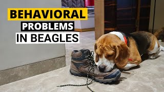 7 Common Behavioral Problems in Beagles and How to Deal with them [upl. by Rhyne660]