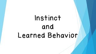 Instinct and Learned Behavior  Mr Pearson Teaches 3rd Grade [upl. by Dix367]