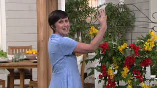 Cottage Farms Dazzling Designs 2in1 Trumpet Vine on QVC [upl. by Nedyarb]