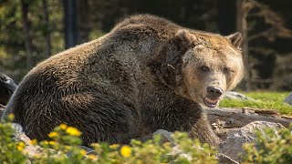 Grizzlybär  Der Spitzenjäger Aus Nordamerika  Dokumentation [upl. by Joanie]