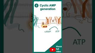 cell signallinggpcrreceptorshortvideo [upl. by Christabella]