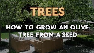 How to Grow an Olive Tree From a Seed [upl. by Denver]