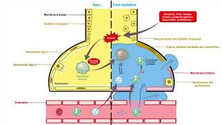 SDRA Síndrome de Dificultad Respiratoria Aguda  Parte 1 Definición Fisiopatología y Diagnóstico [upl. by Estelle]