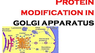 Protein modifications in Golgi aparatus  post translational modificsation [upl. by Hplodnar]