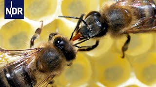 Rettung für unsere Bienen Ein Forscher macht Hoffnung für die Zukunft  45 Min  NDR [upl. by Aldos]