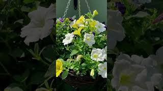 Petunia 🔔🔔🔔 Bells winter flowersYtshortsYoutubeshortsViralreelsHangingplants [upl. by Rolyat]