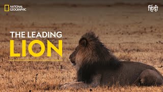 The Leading Lion  War Of The Lions  हिन्दी  Full Episode  S1 E1  National Geographic [upl. by Aicittel]