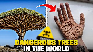 Shocking killer Trees You Must not touch [upl. by Euqilegna]