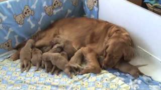 Golden Retriever Puppies  5 days old [upl. by Tina]