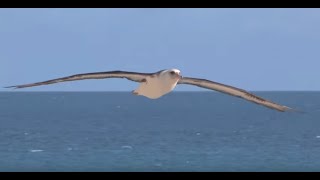 Saving Albatrosses  How to Reduce Seabird Bycatch  Tuna Longline Fisheries  English [upl. by Fidelis]