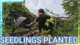 Planting Seedlings [upl. by Nitsyrc]