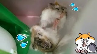 倉鼠互推不停 合養注意事項 How to deal with fighting hamsters [upl. by Marlen521]