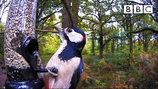 Best of British Wildlife 🦔 1112020 🐿 BBC [upl. by Ailimaj272]