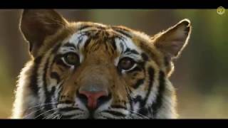 Bandhavgarh National Park And Tiger Reserve  Madhya Pradesh  MP Tourism [upl. by Dorn]