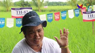 Hybrid Rice Farmer │Dumarao Capiz [upl. by Ariella372]