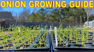 Complete Guide To GROWING ONIONS From Seed BETTER Than Onion Sets [upl. by Lehcor429]