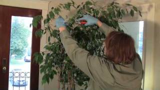 Prune this How to prune amp stake Weeping Fig Bush Part 2 [upl. by Lorinda]