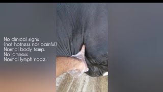 Edema  physiological or pathological  cattle [upl. by Tavis172]