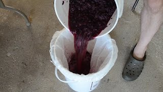 How To Make Red Wine From Grapes Pressing [upl. by Annaehs]