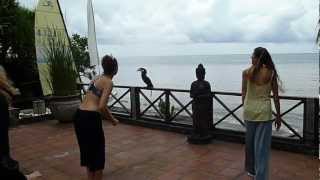 Wreathed Hornbill joins Qigong Retreat at Villa Boreh in Bali [upl. by Sinnal]